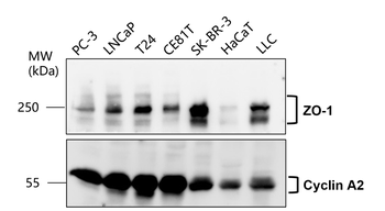 ZO-1 Rabbit Polyclonal Antibody