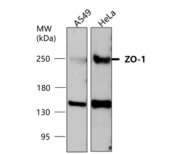 ZO-1 Rabbit Polyclonal Antibody