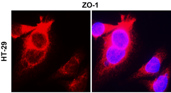ZO-1 Rabbit Polyclonal Antibody