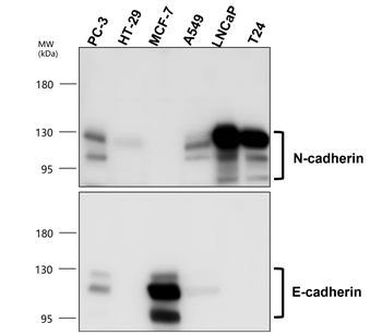 E-cadherin (Intracellular) Rabbit Polyclonal Antibody