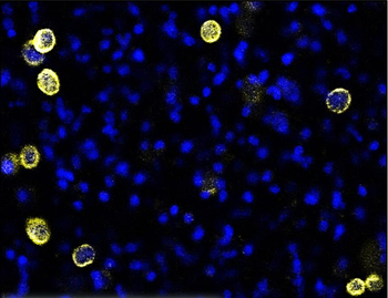 E-cadherin (Intracellular) Rabbit Polyclonal Antibody