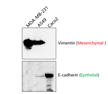 E-cadherin (Extracellular) Rabbit Polyclonal Antibody