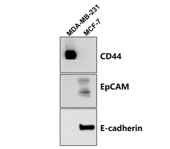 E-cadherin (Extracellular) Rabbit Polyclonal Antibody