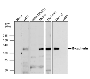 E-cadherin (Extracellular) Rabbit Polyclonal Antibody