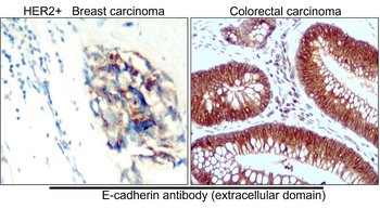 E-cadherin (Extracellular) Rabbit Polyclonal Antibody