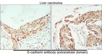 E-cadherin (Extracellular) Rabbit Polyclonal Antibody
