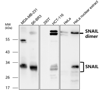 SNAIL Rabbit Polyclonal Antibody