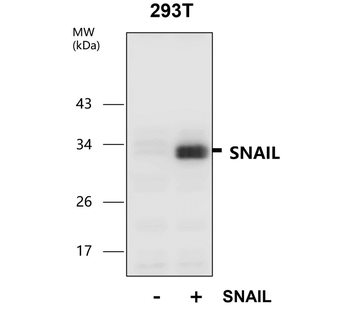 SNAIL Rabbit Polyclonal Antibody
