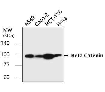 Beta-catenin Rabbit Polyclonal Antibody