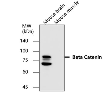 Beta-catenin Rabbit Polyclonal Antibody