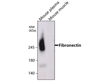Fibronectin 1 Rabbit Polyclonal Antibody