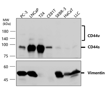 Vimentin Rabbit Polyclonal Antibody