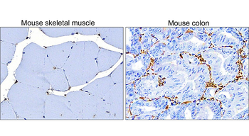 Vimentin Rabbit Polyclonal Antibody