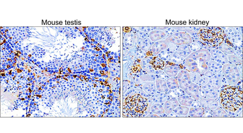 Vimentin Rabbit Polyclonal Antibody