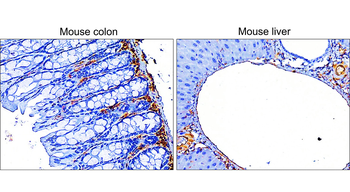 Vimentin Rabbit Polyclonal Antibody