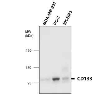 CD133 Rabbit Polyclonal Antibody
