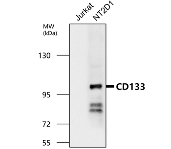 CD133 Rabbit Polyclonal Antibody