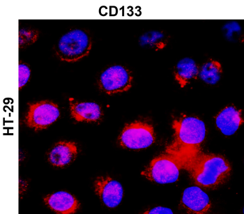 CD133 Rabbit Polyclonal Antibody