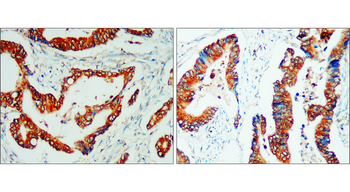 CD133 Rabbit Polyclonal Antibody