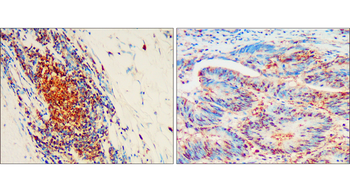 CD133 Rabbit Polyclonal Antibody