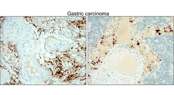 CD133 Rabbit Polyclonal Antibody