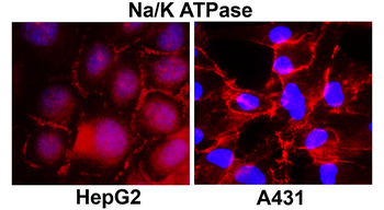 NaK ATPase alpha 1 Rabbit Polyclonal Antibody
