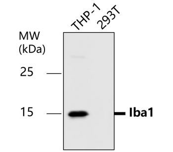 AIF Rabbit Polyclonal Antibody