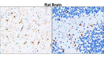 AIF Rabbit Polyclonal Antibody