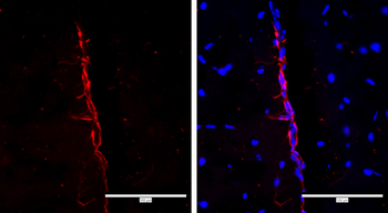 SOX2 Rabbit Polyclonal Antibody
