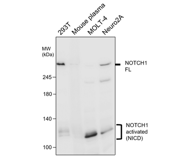 NOTCH1 Rabbit Polyclonal Antibody