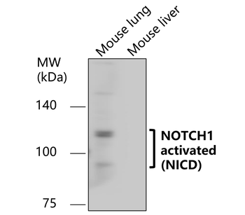 NOTCH1 Rabbit Polyclonal Antibody