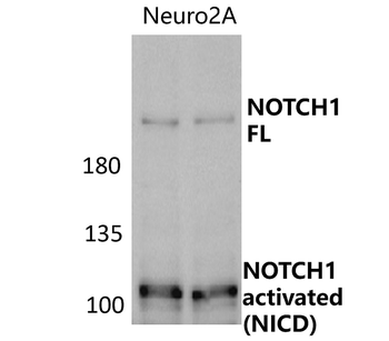 NOTCH1 Rabbit Polyclonal Antibody