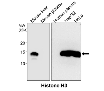 Histone H3 Rabbit Polyclonal Antibody