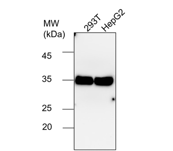 GAPDH Rabbit Polyclonal Antibody