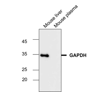 GAPDH Rabbit Polyclonal Antibody