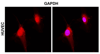 GAPDH Rabbit Polyclonal Antibody