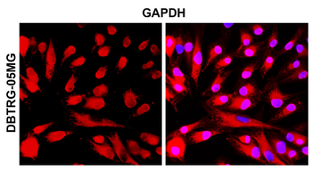 GAPDH Rabbit Polyclonal Antibody