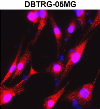 Beta-actin Rabbit Polyclonal Antibody