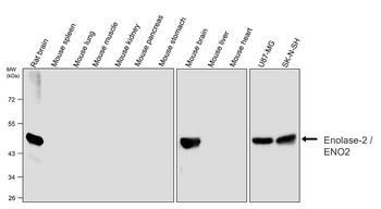 Enolase-2 Rabbit Polyclonal Antibody