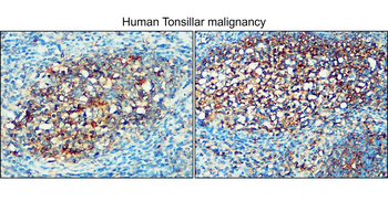 Enolase-2 Rabbit Polyclonal Antibody