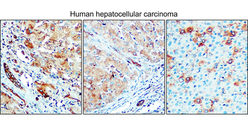 Enolase-2 Rabbit Polyclonal Antibody