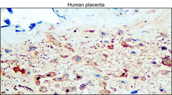 Enolase-2 Rabbit Polyclonal Antibody