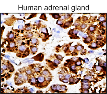 ApoE Mouse Monoclonal Antibody