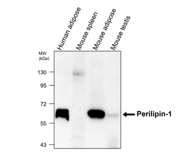 Perilipin-1 Rabbit Polyclonal Antibody