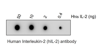 IL-2 Mouse Monoclonal Antibody