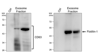 Flotillin-1 Rabbit Polyclonal Antibody