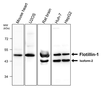 Flotillin-1 Rabbit Polyclonal Antibody