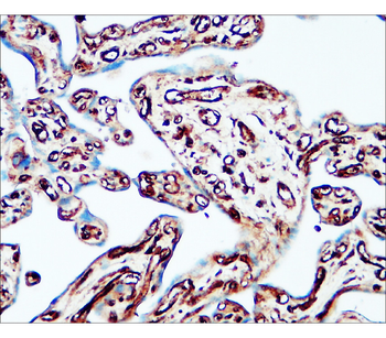 Flotillin-1 Rabbit Polyclonal Antibody
