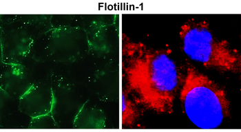Flotillin-1 Rabbit Polyclonal Antibody