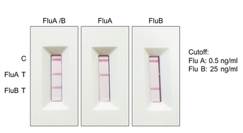 Influenza B Virus Nucleoprotein Mouse Monoclonal Antibody
